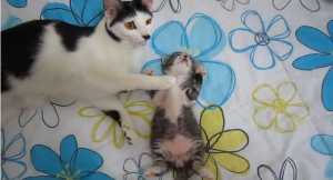 Una Mamá Gata acaricia a su Gatito de la forma mas Tierna…