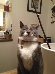 Que están Pensando estos Gatos? Intenta adivinar!