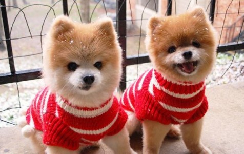 Estos 20 Animales Gemelos te van a Derretir el Corazón!