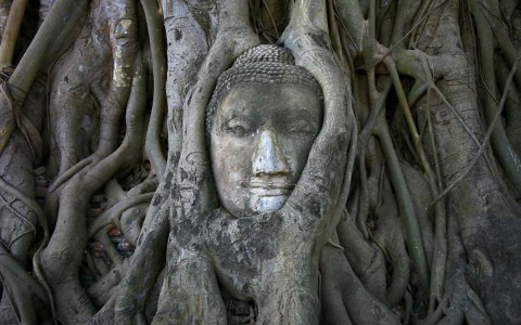 20 Fotos que Demuestran que las Plantas son sin duda más Fuertes que el Hombre