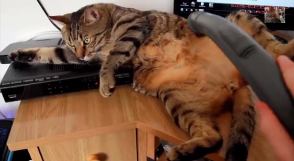 A CONTINUACIÓN: Bobo, el Gato que le Encanta ser Aspirado! HAZ CLICK AQUI PARA VER MAS! 