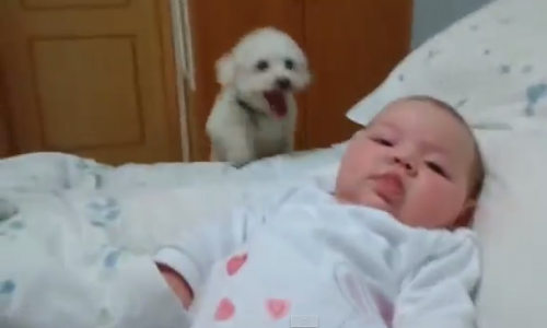 Cachorro hace todo lo posible para ver a la Bebé Recién Nacida! Tan tiernooo!!!