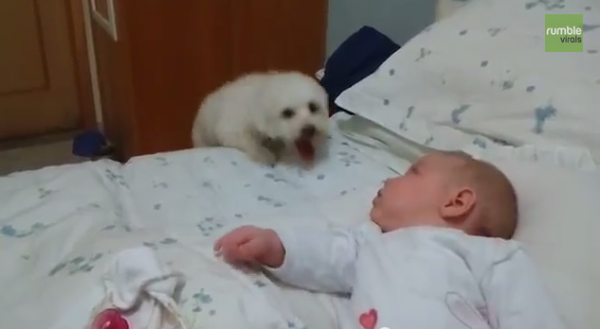 A CONTINUACIÓN: Cachorro hace todo lo posible para ver a la Bebé Recién Nacida! Tan tiernooo!!! HAZ CLICK AQUI >>