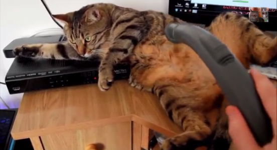 Bobo, el Gato que le Encanta ser Aspirado!