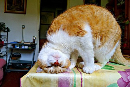 10 Gatos que no saben Dónde Ponerse!