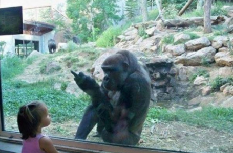 15 fotos de Animales que les van a complicar sus vidas…