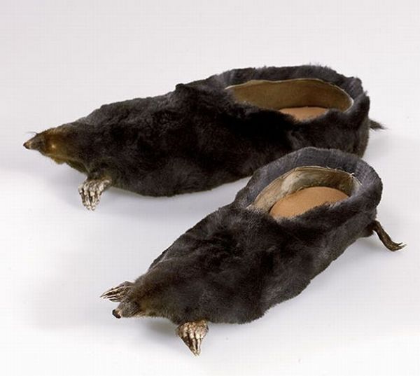 rat