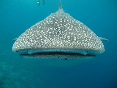 Un Enorme Tiburón Ballena casi se Traga a un Nadador! Él filmó la escena.
