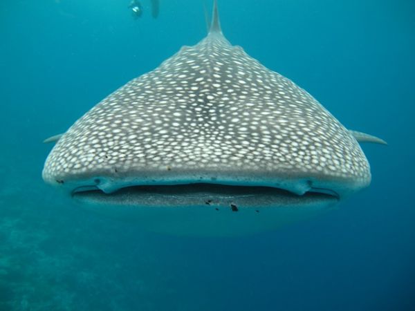 A CONTINUACIÓN: Un Enorme Tiburón Ballena casi se Traga a un Nadador! Él filmó la escena.