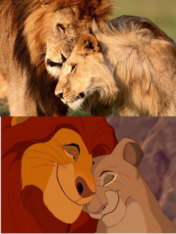 15 pruebas que indican que El Rey León se inspiró de la vida real