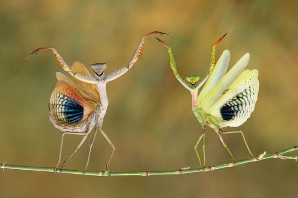 A CONTINUACIÓN: Las 29 Mejores Fotos del Concurso de National Geographic! HAZ CLIC AQUI PARA VER MAS!