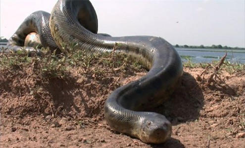 Encuentran una anaconda gigante e intentan cazarla