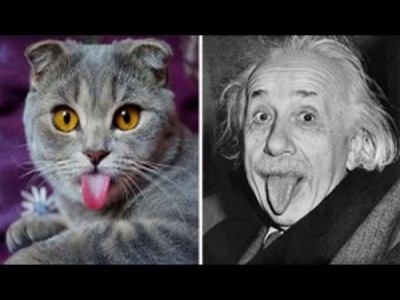 27 gatos que se parecen mucho a los famosos! No lo vas a creer!
