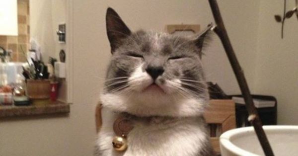 A CONTINUACIÓN: Que están Pensando estos Gatos? Intenta adivinar! HAZ CLIC PARA ADIVINAR!