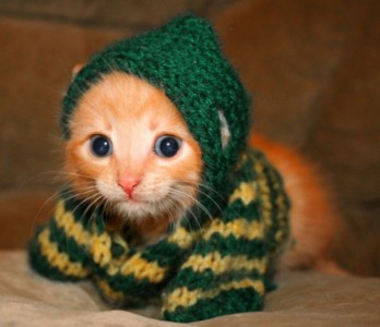 Te traemos la recopilación de los 25 gatitos más lindos del universo!!!
