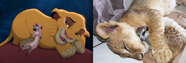 A CONTINUACIÓN: Los animales de Disney: los encontramos en la vida real! Que emocionante! HAZ CLIC AQUI PARA VER MAS!