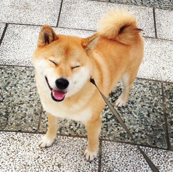 maru-the-most-popular-and-possibly-cutest-dog-in-the-world-12