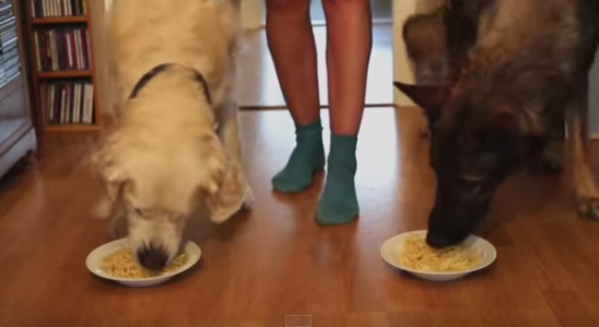 ¡Mira estos dos perros competir para ver quién devora más rápido un plato de espagueti!