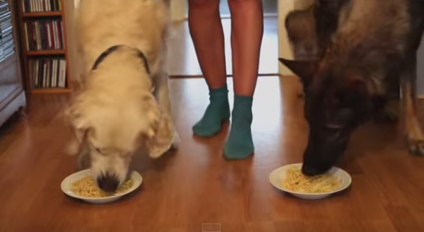 ¡Mira estos dos perros competir para ver quién devora más rápido un plato de espagueti!