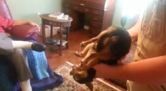 Perro se hace el muerto cada vez que el hijo de su sueño se le acerca! Demasiado divertido!