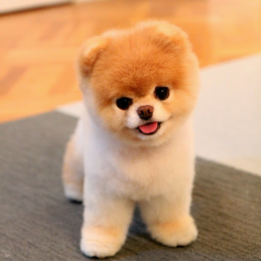 A CONTINUACIÓN: Los 8 perros más famosos en internet. HAZ CLIC AQUI PARA VER MAS!