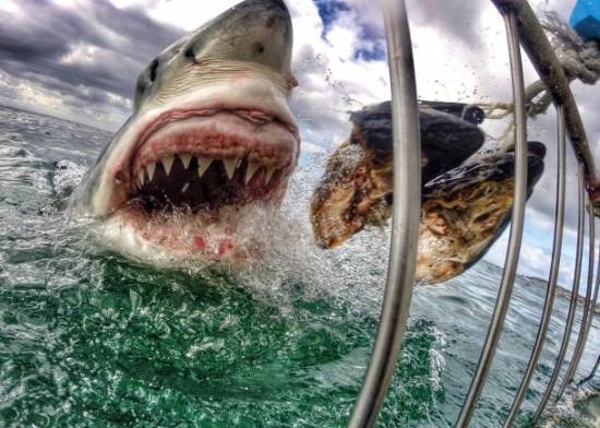 A CONTINUACIÓN: Unas de las imágenes más impresionantes que podrán ver desde la película “Tiburón”! HAZ CLIC AQUI PARA VER MAS! 