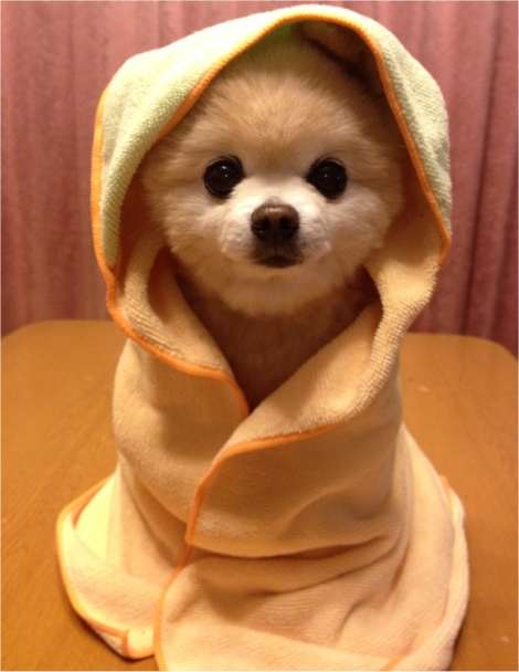 shunsuke2