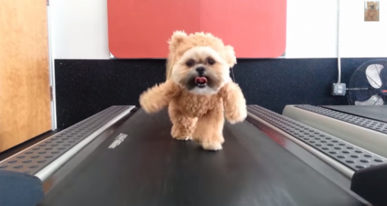 Perrito Shih Tzu se vuelve famoso por hacer ejercicio