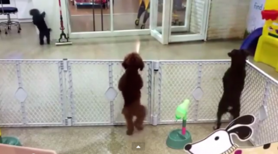 Perros que son verdaderos bailarines de salsa ¡Tienes que verlo!