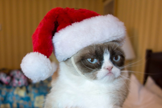 ¡10 gatos que odian la navidad y acabarán con toda la humanidad!