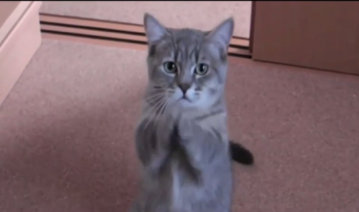 Gatito le implora a su amo por el desayuno ! Tan tierno!!!