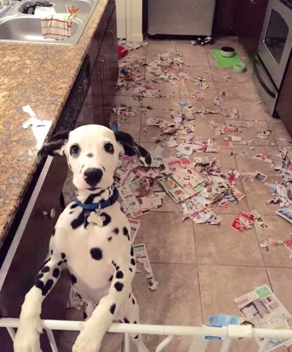 guilty-animals-caught-1