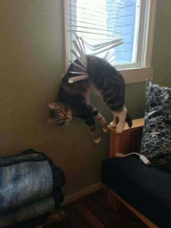 guilty-animals-caught-10