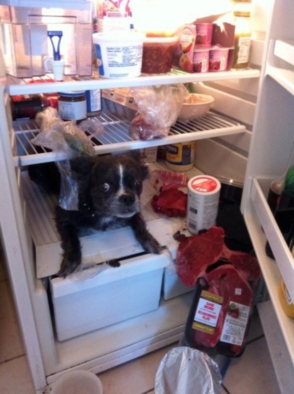guilty-animals-caught-11