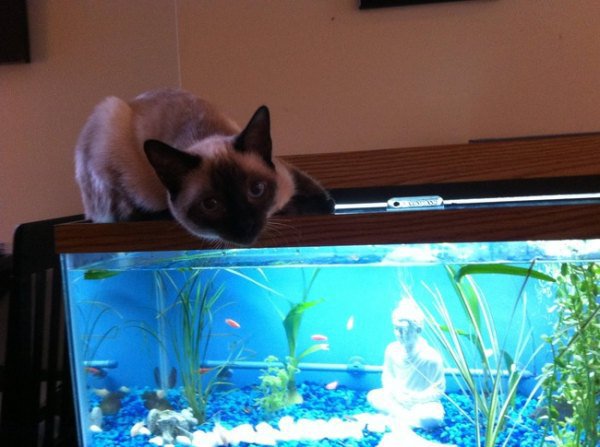 guilty-animals-caught-15