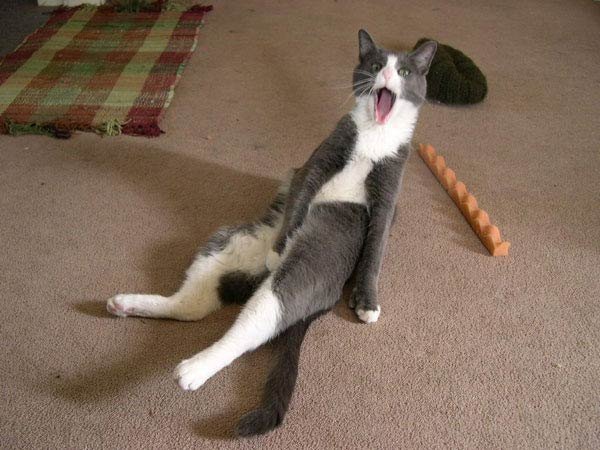 guilty-animals-caught-16