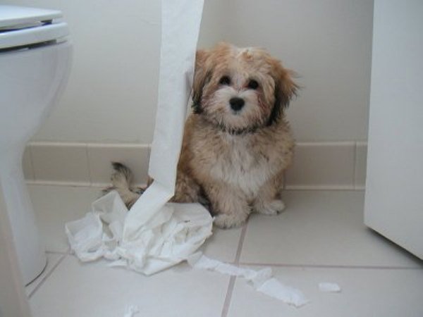 guilty-animals-caught-17