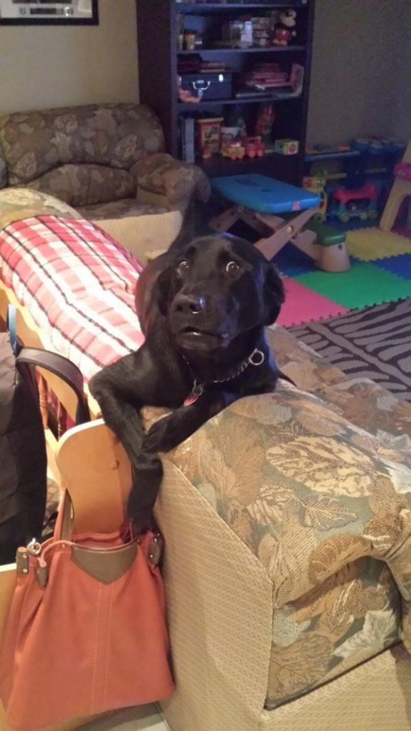 guilty-animals-caught-20
