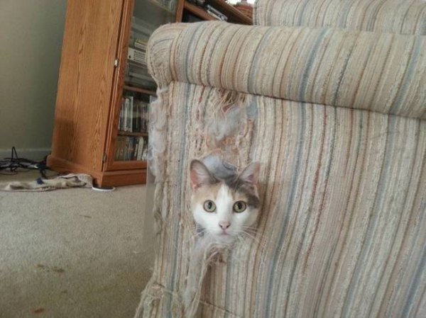 guilty-animals-caught-24
