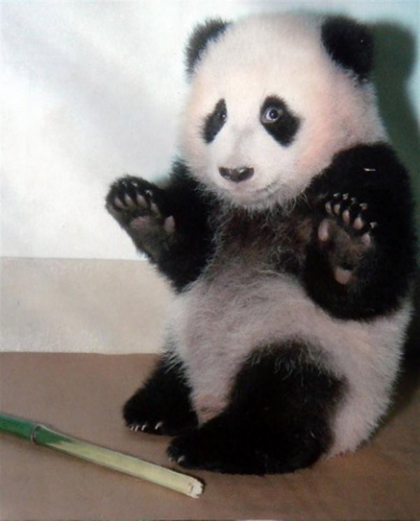 guilty-animals-caught-26