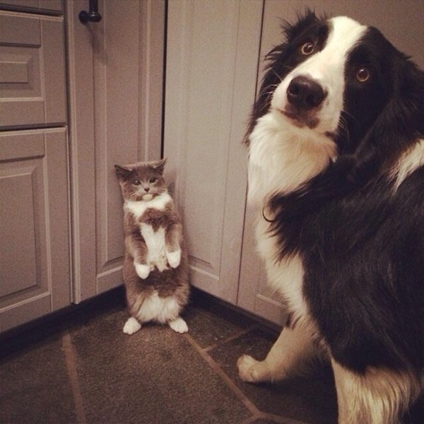 guilty-animals-caught-3