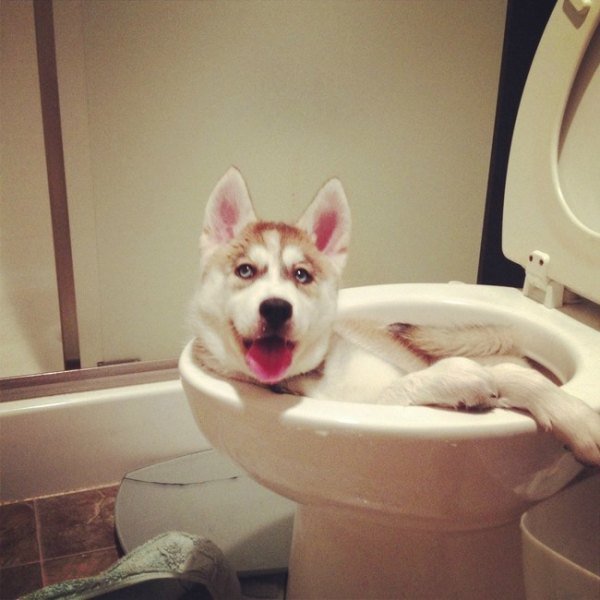 guilty-animals-caught-4