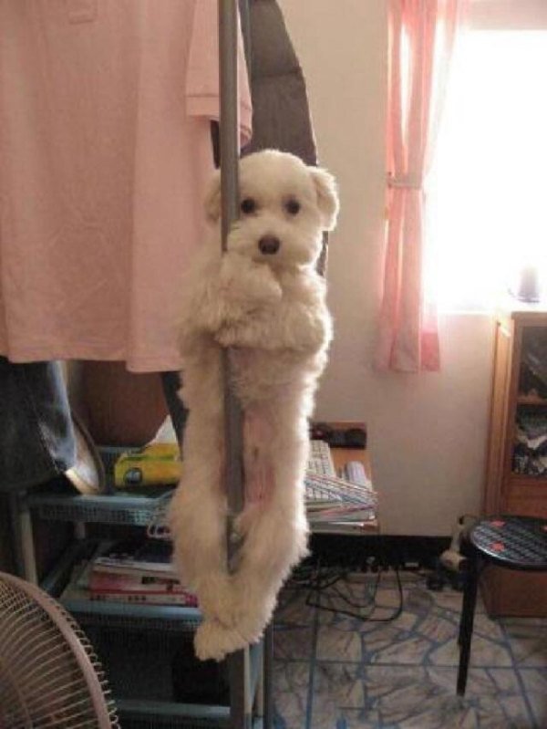 guilty-animals-caught-6