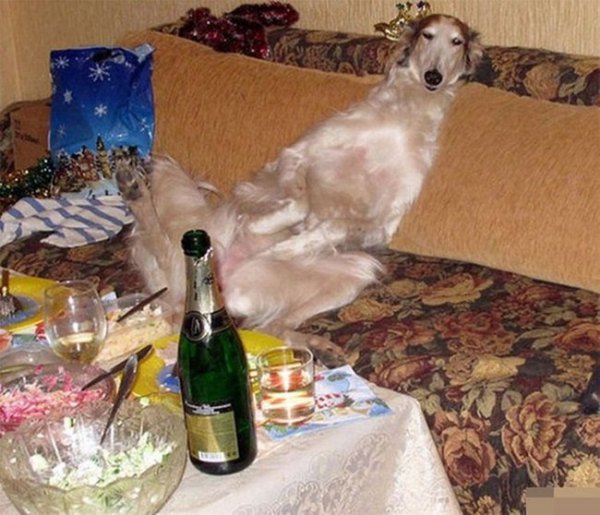 guilty-animals-caught-7