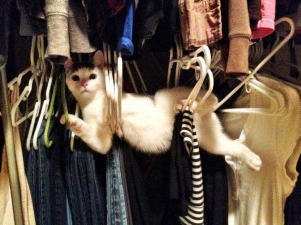 guilty-animals-caught-8