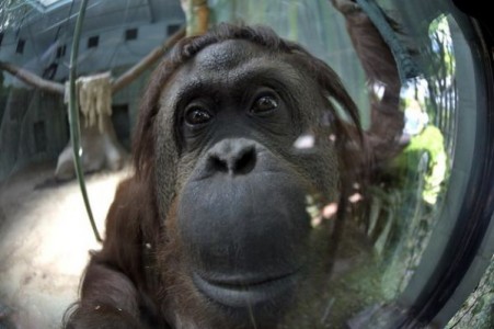 ¡Lo lograron! Orangután podrá vivir libremente, tendrá derechos básicos!