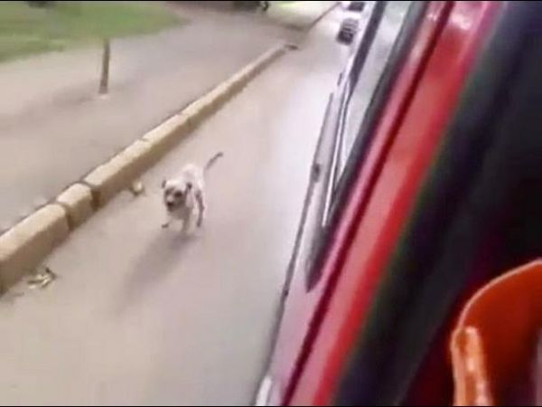 Perrito persigue a la ambulancia en la que iba su dueño herido