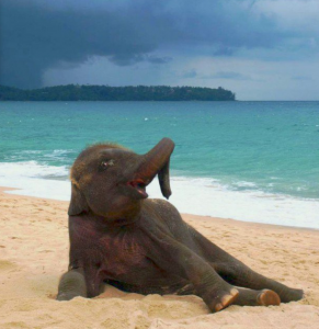 ¡Un bebe elefante descubre la playa y esto es lo que pasa!