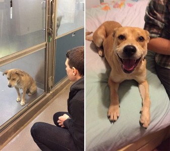 7 perritos antes y después de ser adoptados