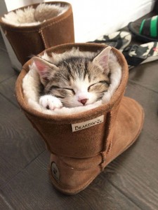 ¡Insólito! 11 gatos que odian la comodidad